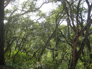 "Santa Cruz Forest View"