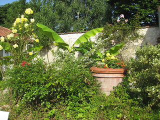 "Hotel Continental garden"