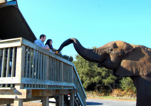 Feeding the elephants after breakfast at Vision Quest Ranch in Salinas, California