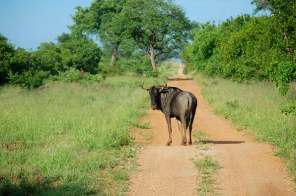 Following a lone wildebeest on the Kapama Private Reserve 