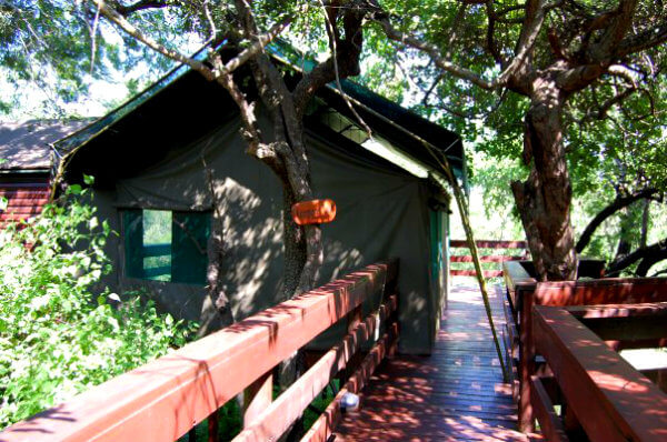 Tents at Kapama Buffalo Camp are on stilts, with wooden walkways connecting them 