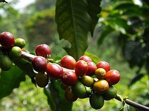 Colombian coffee farm