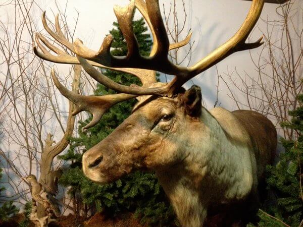 Moose @ Wildlife Museum, Whistler's Inn, Jasper, Alberta, Canada