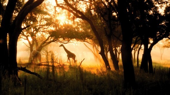 Giraffes are one of the over 200 hoofed animals and birds residing in the savannahs surrounding the Animal Kingdom Lodge