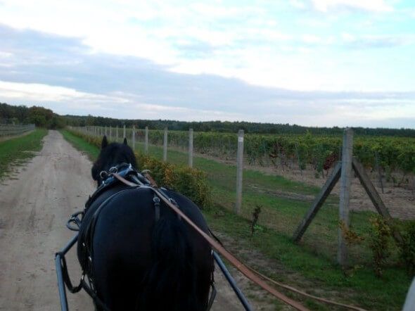 On a carriage ride past the palace's vineyards