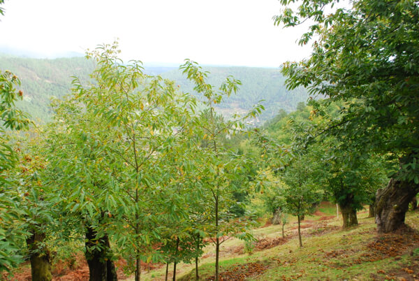 Relax and reflect in “Green Spain’s” Parador de Santo Estevo