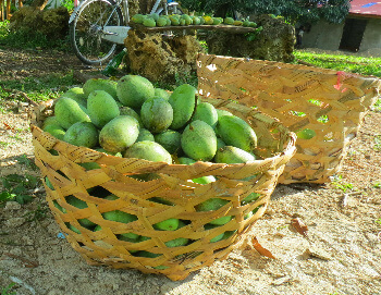 Mango season is in June