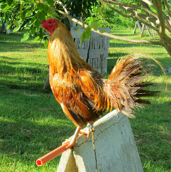 One of the prize roosters, a farm wake-up call