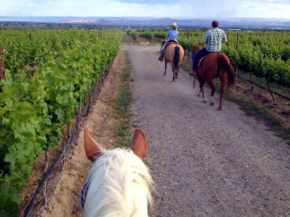 Riding to the winery