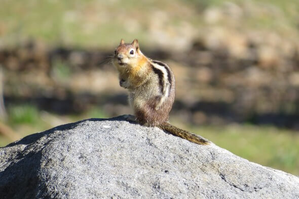 Animal Seen along hike at The Ritz-Carlton, Lake Tahoe