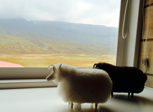 sheepwindow