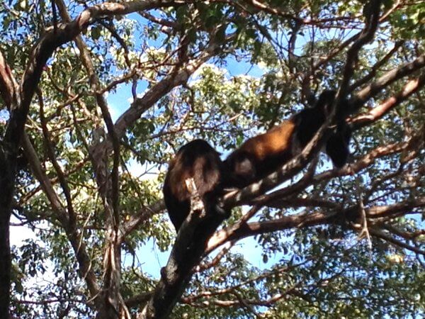 Howler monkeys, Aqua Wellness Resort, Nicaragua