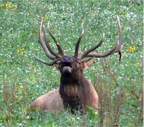 Elk Watch tours are offered through March.