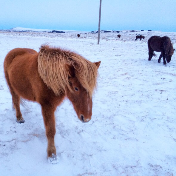 One of the resident horses