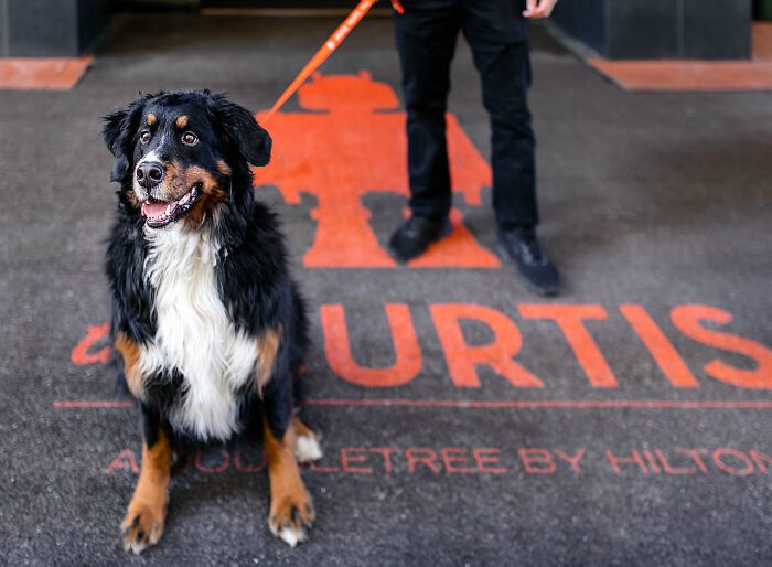 Yes you can bring your four-legged family member to the dog friendly Curtis Hotel Denver.