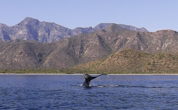 humpback whale tail Loreto