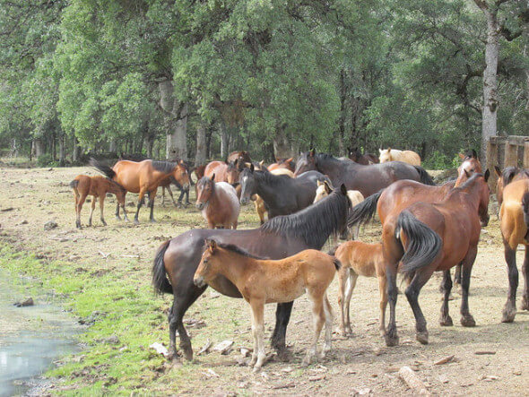 horses, Wild Horse Sanctuary