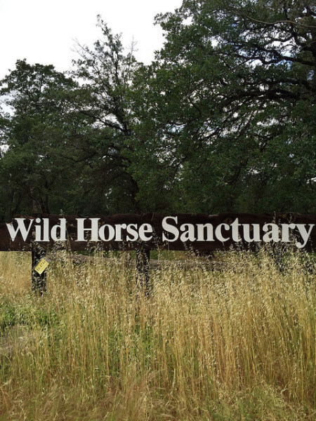 Wild Horse Sanctuary, Shingletown, California