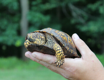 This box turtle mostly hangs out in Salt Fork lodge's activity center.