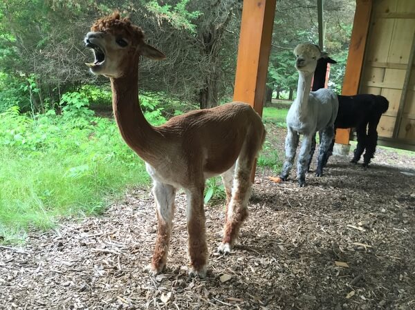 Alpacas, Island Spirits, Rice Lake, Ontario