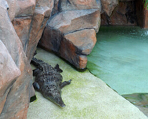 hotel with live crocodiles