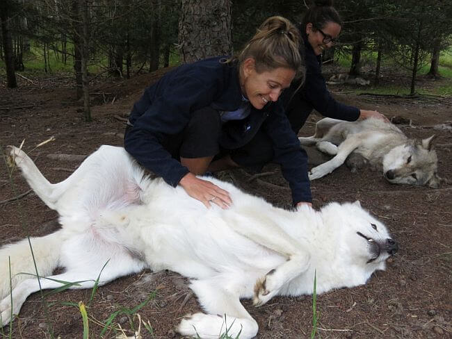 Wolf encounter at Aventuraid