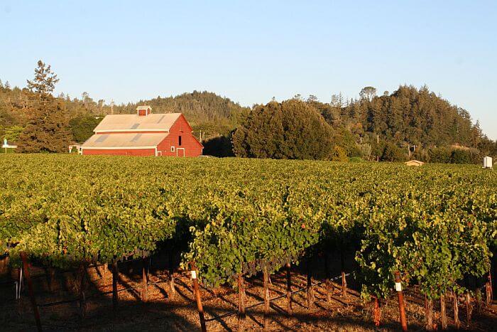 Vineyard views from Geyserville Inn