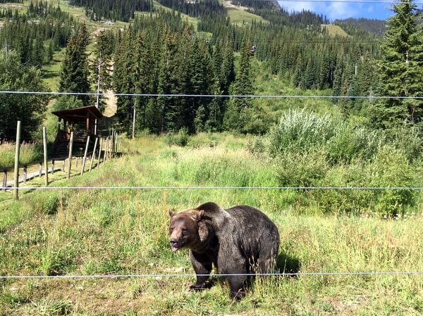 Grizzly bear, Kicking Horse Mountain Resort, Golden BC Canada