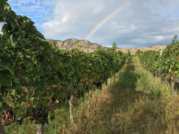 Okanagan vineyards near Watermark Beach Resort, Osoyoos, BC Canada