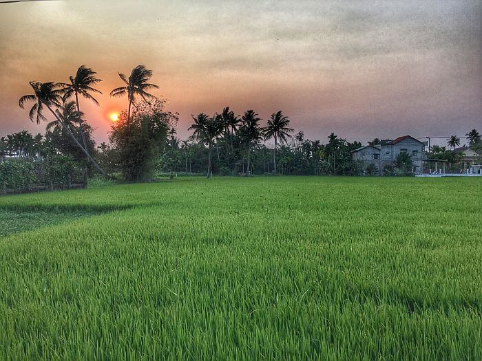 rice paddy in Hoi An