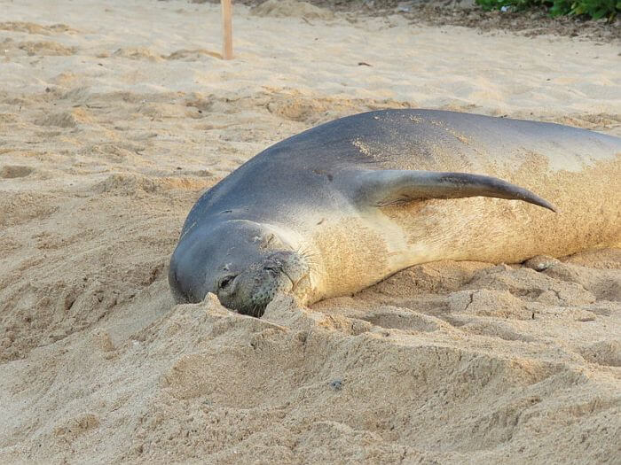 Hawaiian monk seal on beach