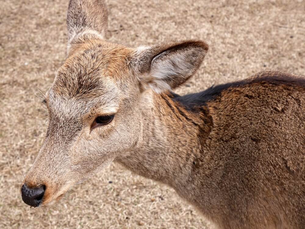 deer in nara park