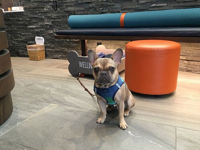 VEN Hotels New York mascot, Wellington the dog