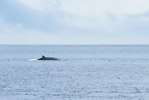 Minke whale swimming offshore Tadoussac