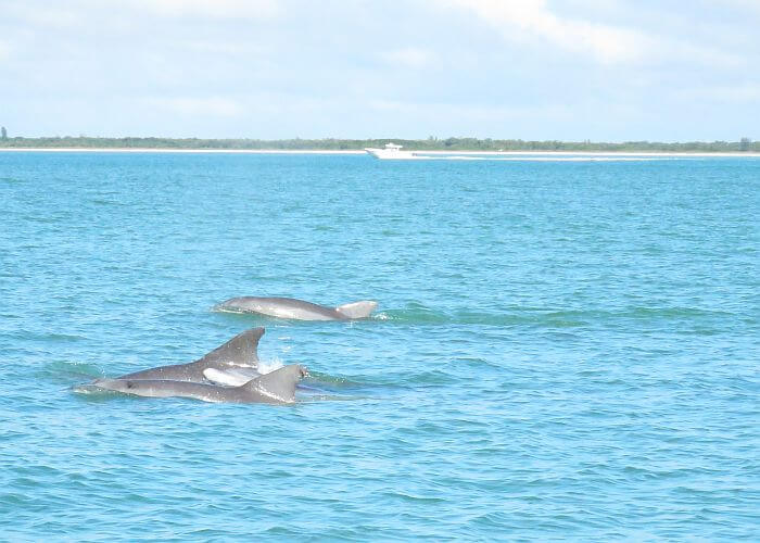 dolphins spotted on sailing excursion, JW Marriott Marco Island