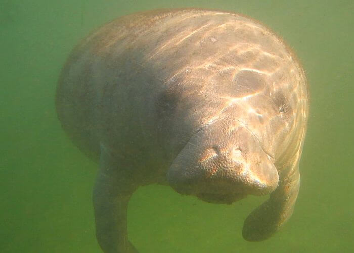 Swim with manatees at Plantation on Crystal River