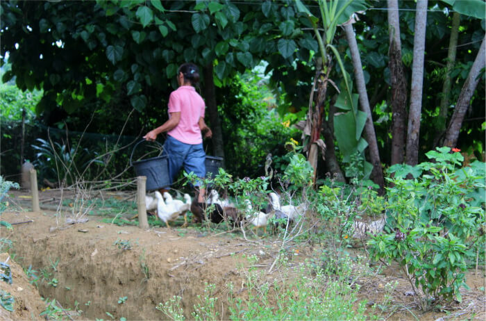 A tour of the farm includes meeting up ducks on a walk