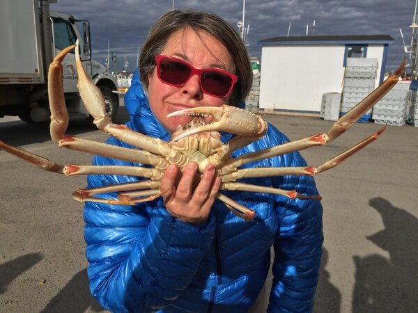 Snow crab, near Auberge La Salicorne, Magdalen Islands, Quebec, Canada