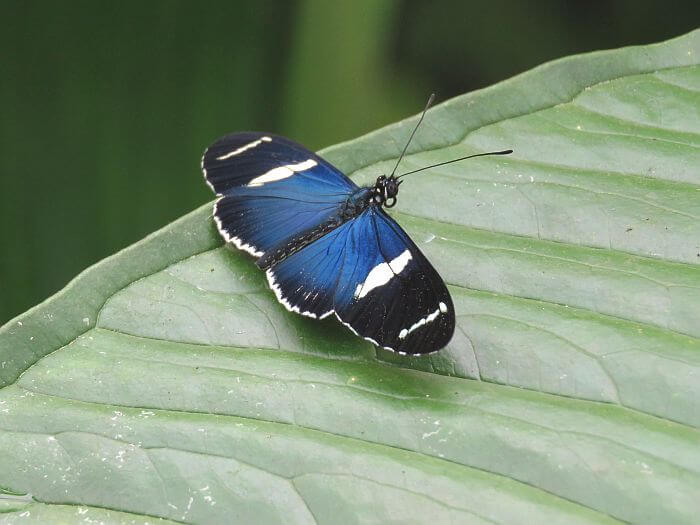 blue butterfly at Mashpi Lodge