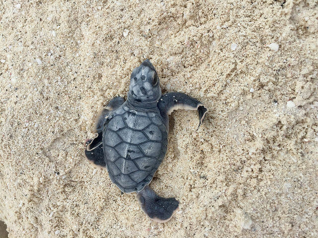 baby green sea turtle, westin turtle care program, the westin lagunamar ocean resort, cancun, mexico