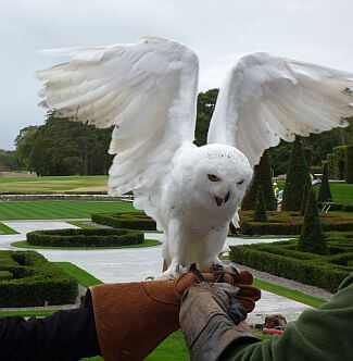 Adare Manor Hotel falconry owl 