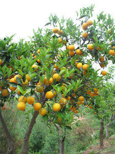 Botanical Park and Gardens of Crete (Photo by Susan McKee)