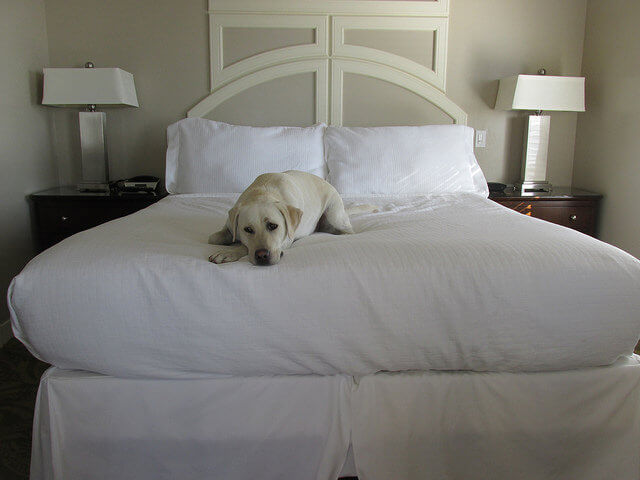 pet-friendly hotel room, sanctuary beach resort, marina, california