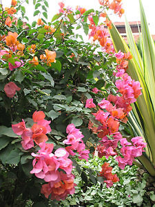 bougainvillea (Photo by Susan McKee)