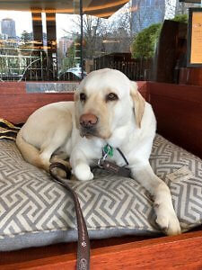 Canine Mascot at Park Hyatt Melbourne