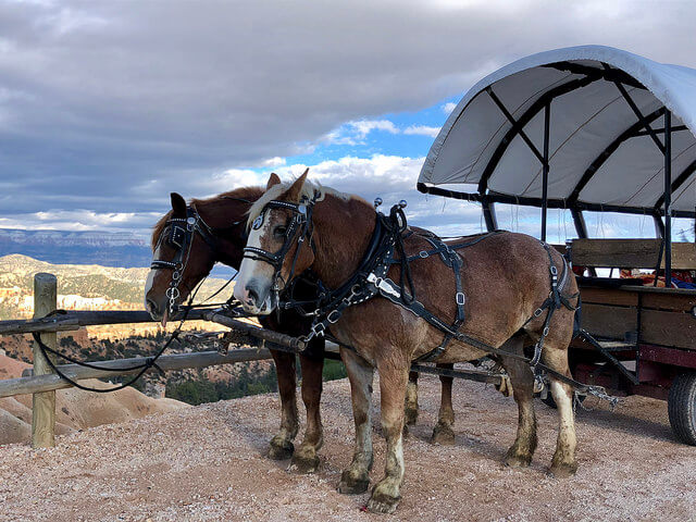 wagon ride, best western plus bryce canyon grand hotel 