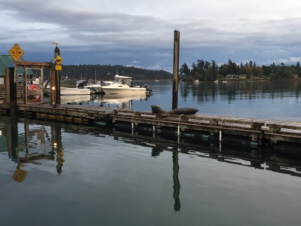 Seals, Sooke Harbour Resort & Marina, Sooke BC Canada