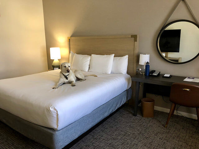 pet-friendly hyatt regency sonoma wine country hotel, dog-friendly santa rosa hotel