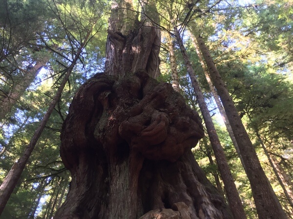 Avatar Grove, Vancouver Island, BC Canada