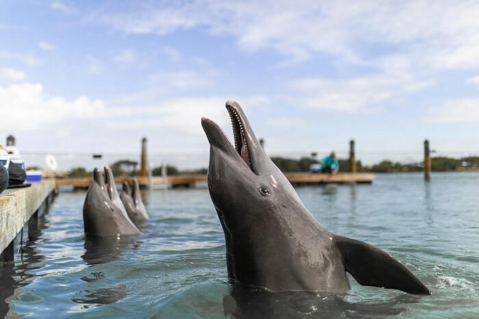 Dolphin experience Hawks Cay Resort